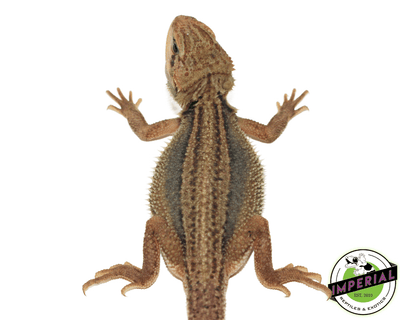 buy bearded dragons online at cheap prices