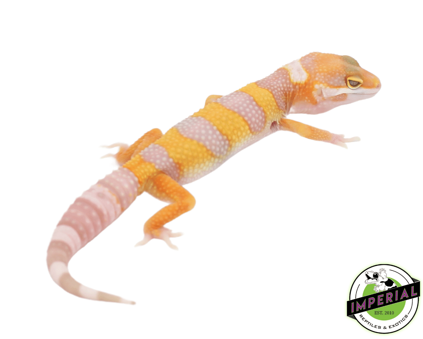leopard gecko for sale, buy reptiles online