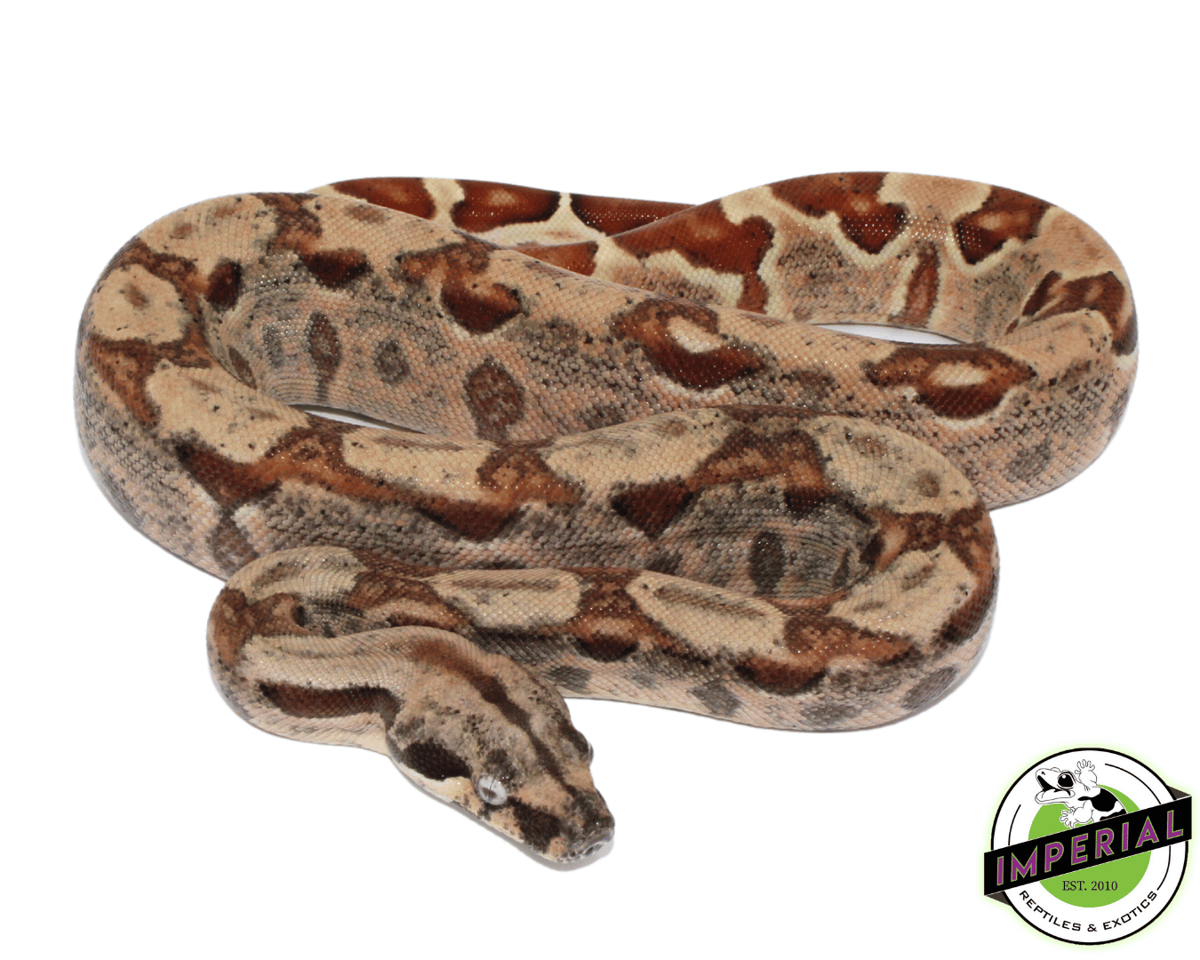 boa constrictor for sale, buy reptiles online