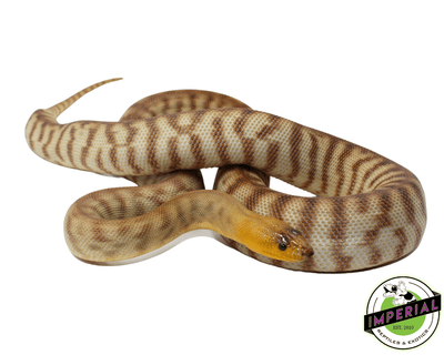 woma python for sale, buy reptiles online