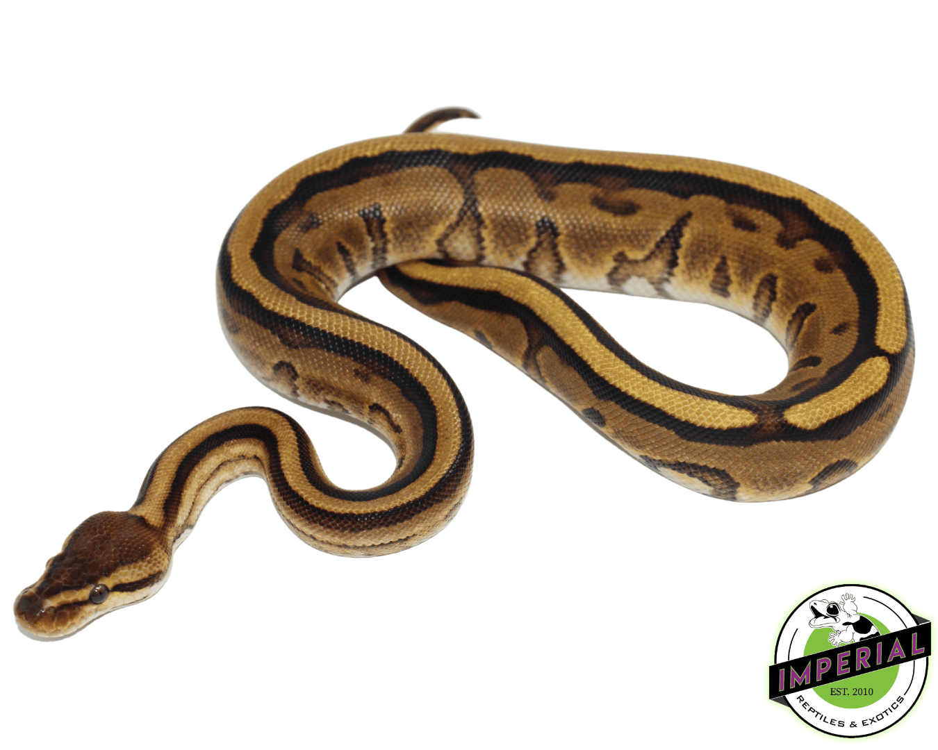 Genetic Stripe Yellowbelly ball python for sale, buy reptiles online
