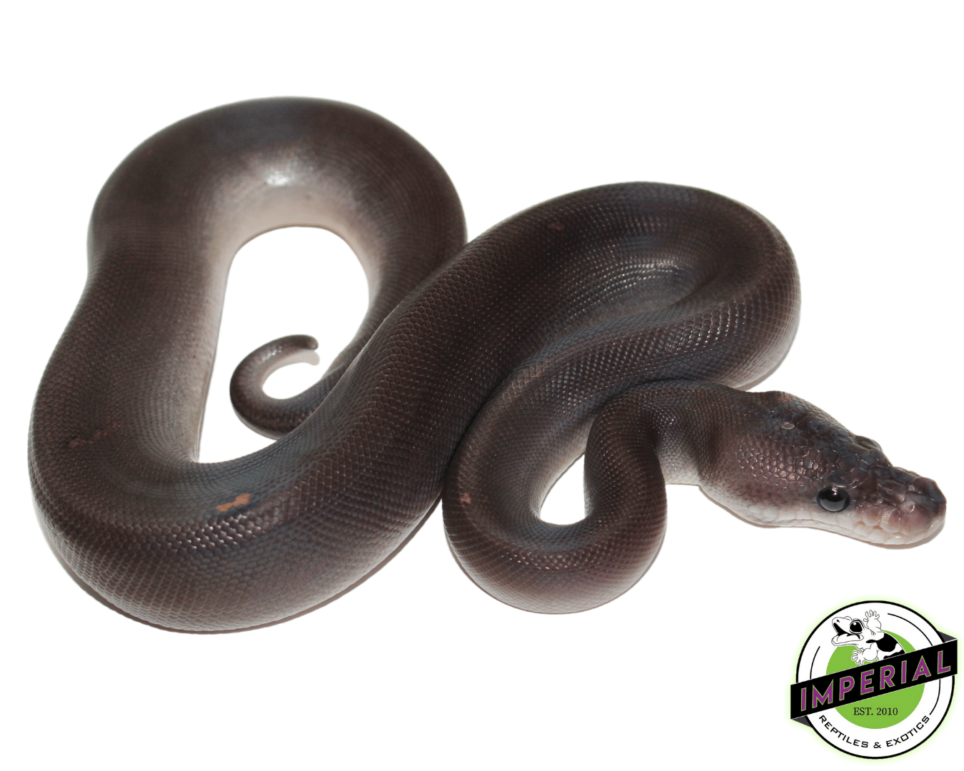 8 Ball Python For Sale Imperial Reptiles IMPERIAL REPTILES & EXOTICS