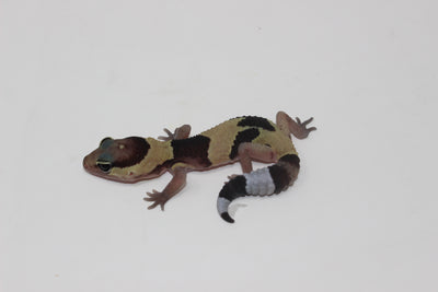 Jungle African Fat Tail Gecko Baby