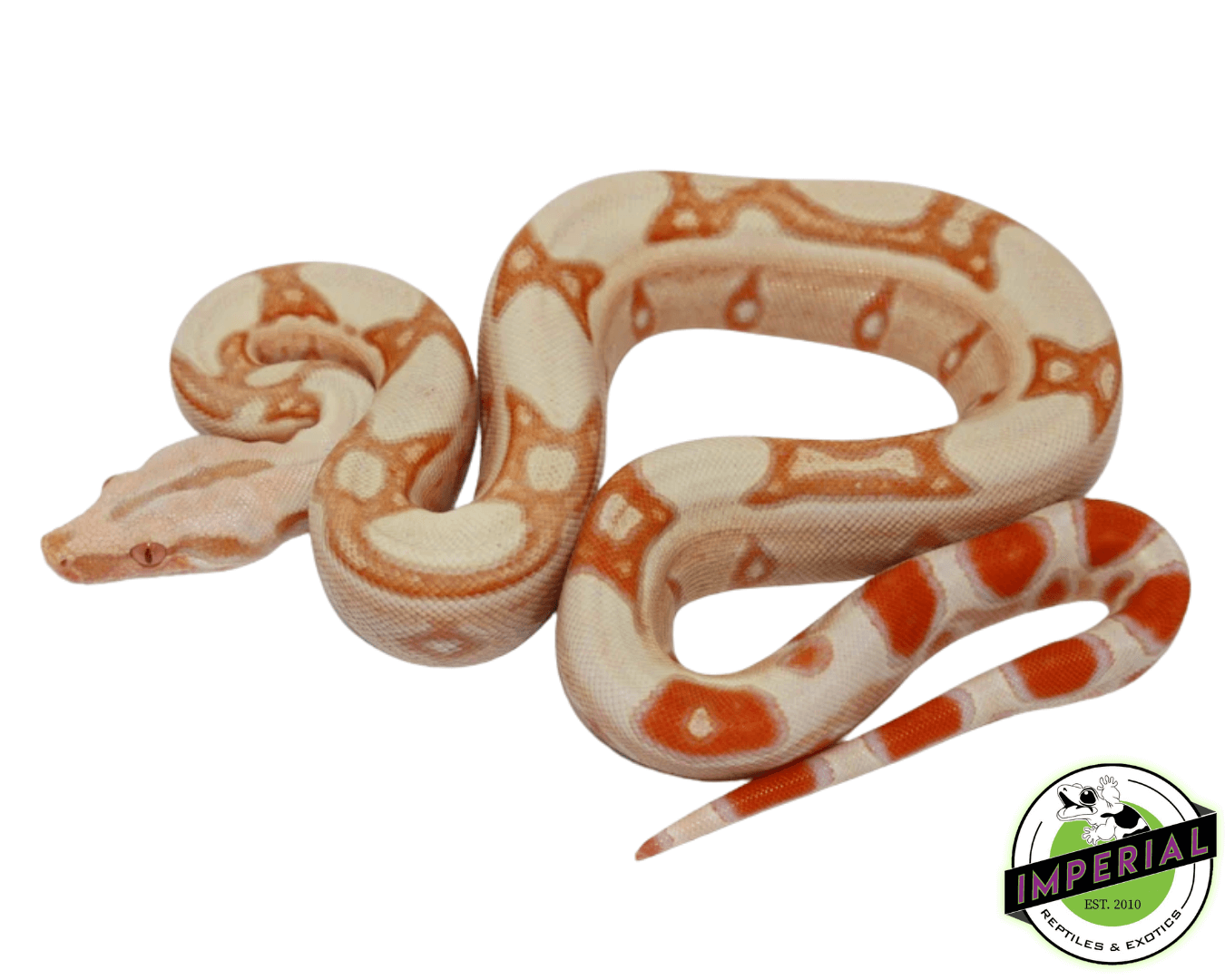 albino jungle colombian boa constrictor for sale, buy reptiles online