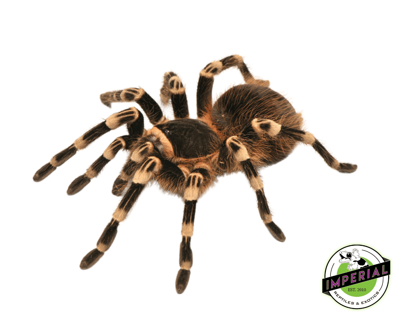 Brazilian White Knee Tarantula For Sale Imperial Reptiles IMPERIAL
