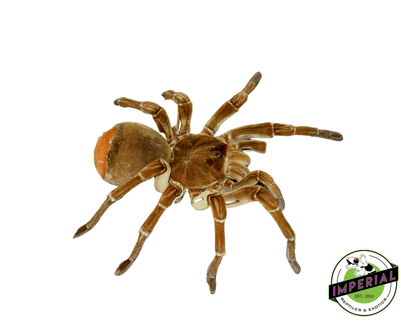 Goliath BirdEater Tarantula (Theraphosa stirmi 'Burgundy') For Sale