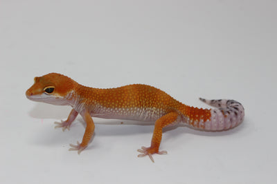 OG Tang x Pacific Green Leopard Gecko Sub Adult