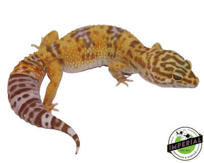 Tremper Albino Giant Leopard Gecko Young Adult  Female