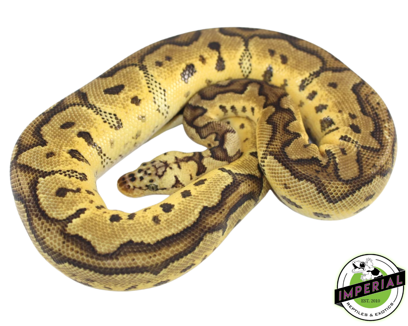 Clown Ball Python by Exotic Empire Pets - MorphMarket