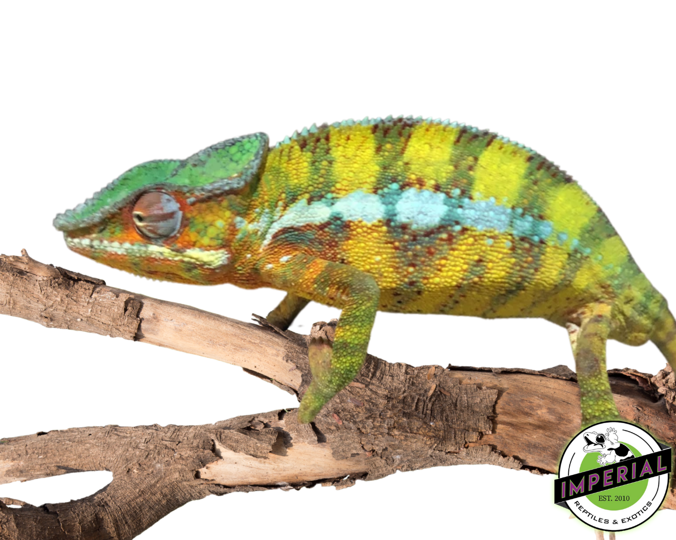 Vohemar Panther Chameleon For Sale - Imperial Reptiles – IMPERIAL