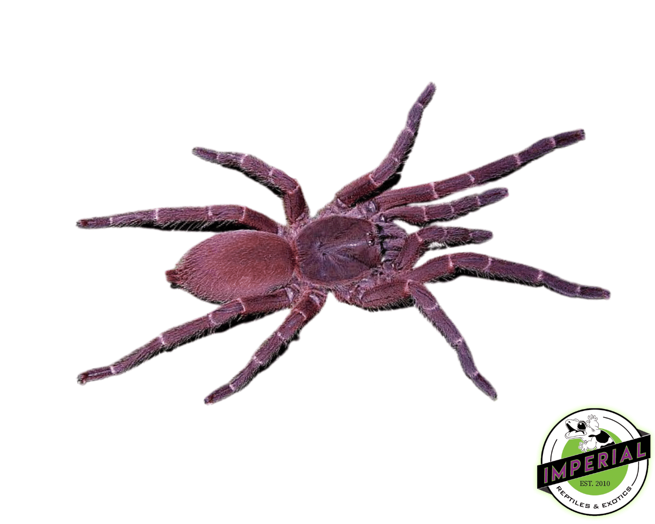 Phlogiellus obscurus Tarantula For Sale Imperial Reptiles IMPERIAL