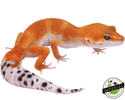 tangerine leopard gecko for sale, buy reptiles online