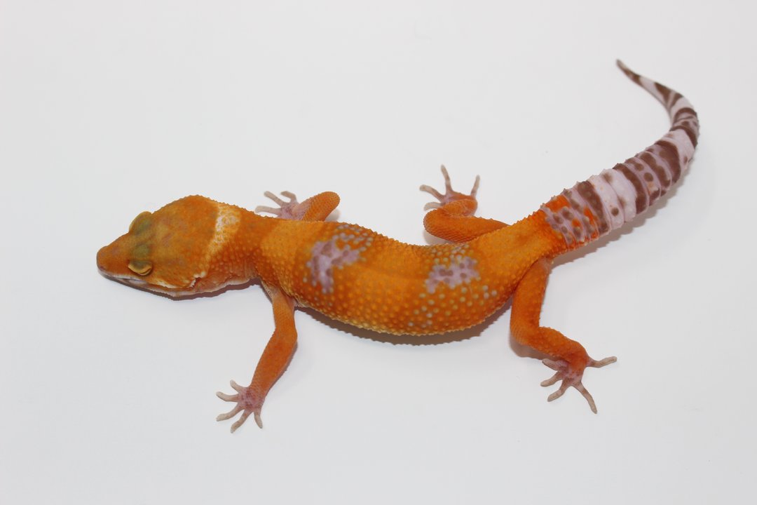 Tangerine Bell Albino Adult Leopard Gecko