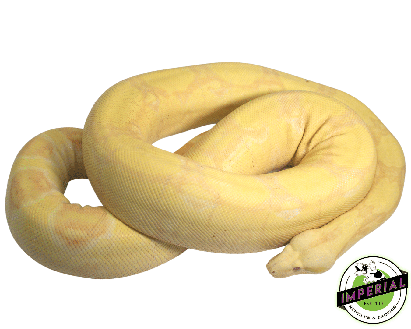 Albino (Kahl) Colombian Boa For Sale - Imperial Reptiles – IMPERIAL ...