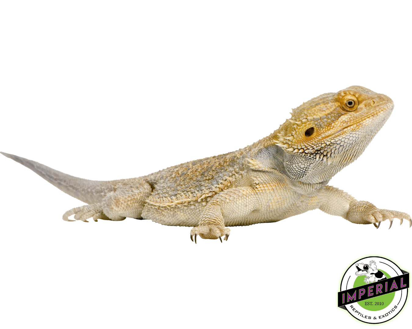 Bearded Dragon For Sale - Imperial Reptiles – IMPERIAL REPTILES & EXOTICS