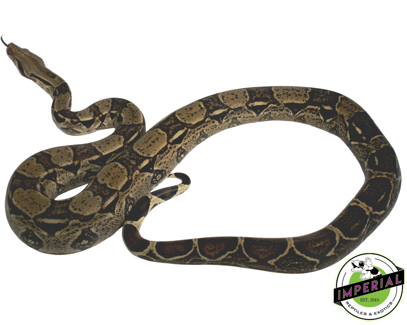 Boa For Sale Imperial Reptiles IMPERIAL REPTILES & EXOTICS