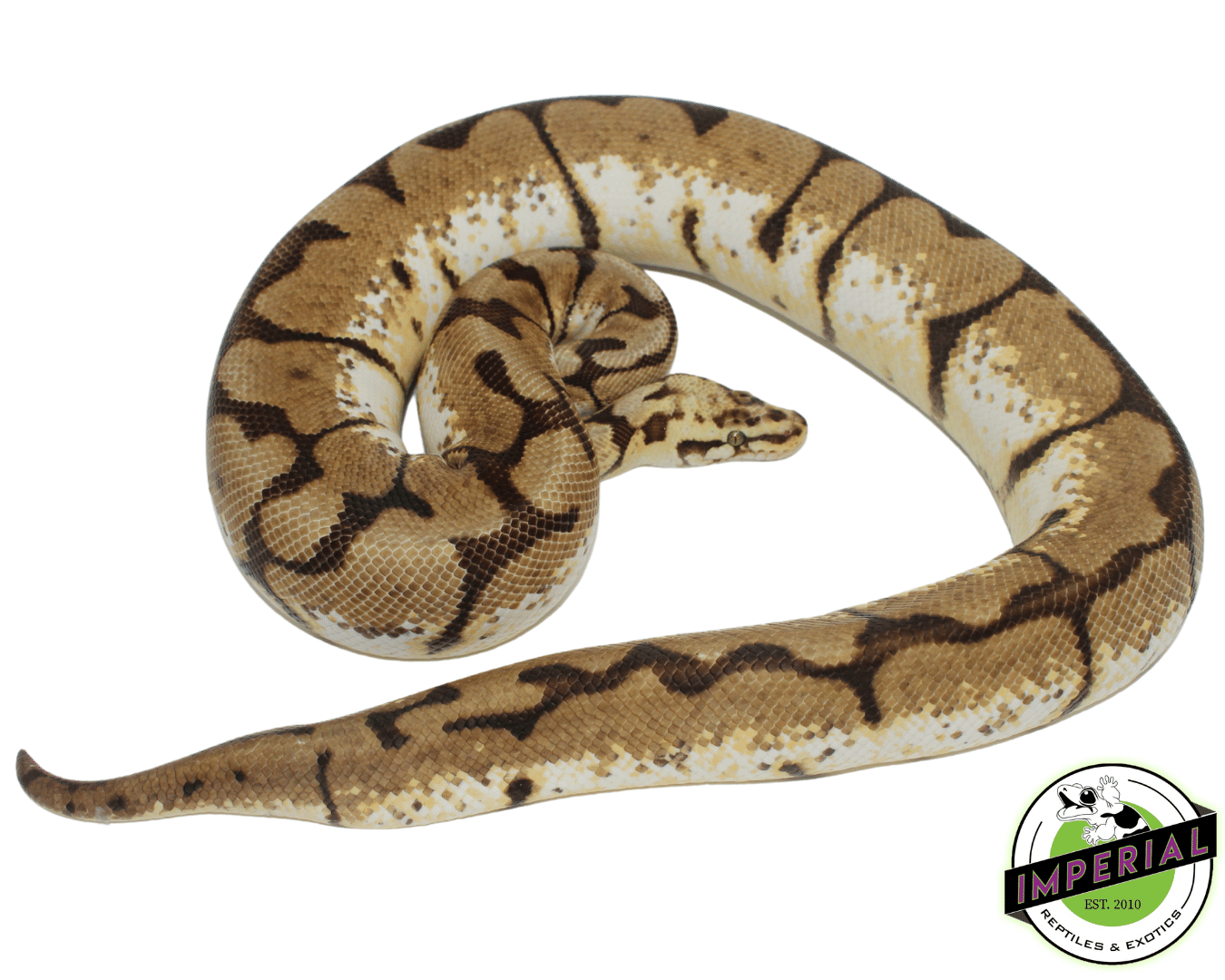 bumble bee adult female ball python for sale, buy reptiles online