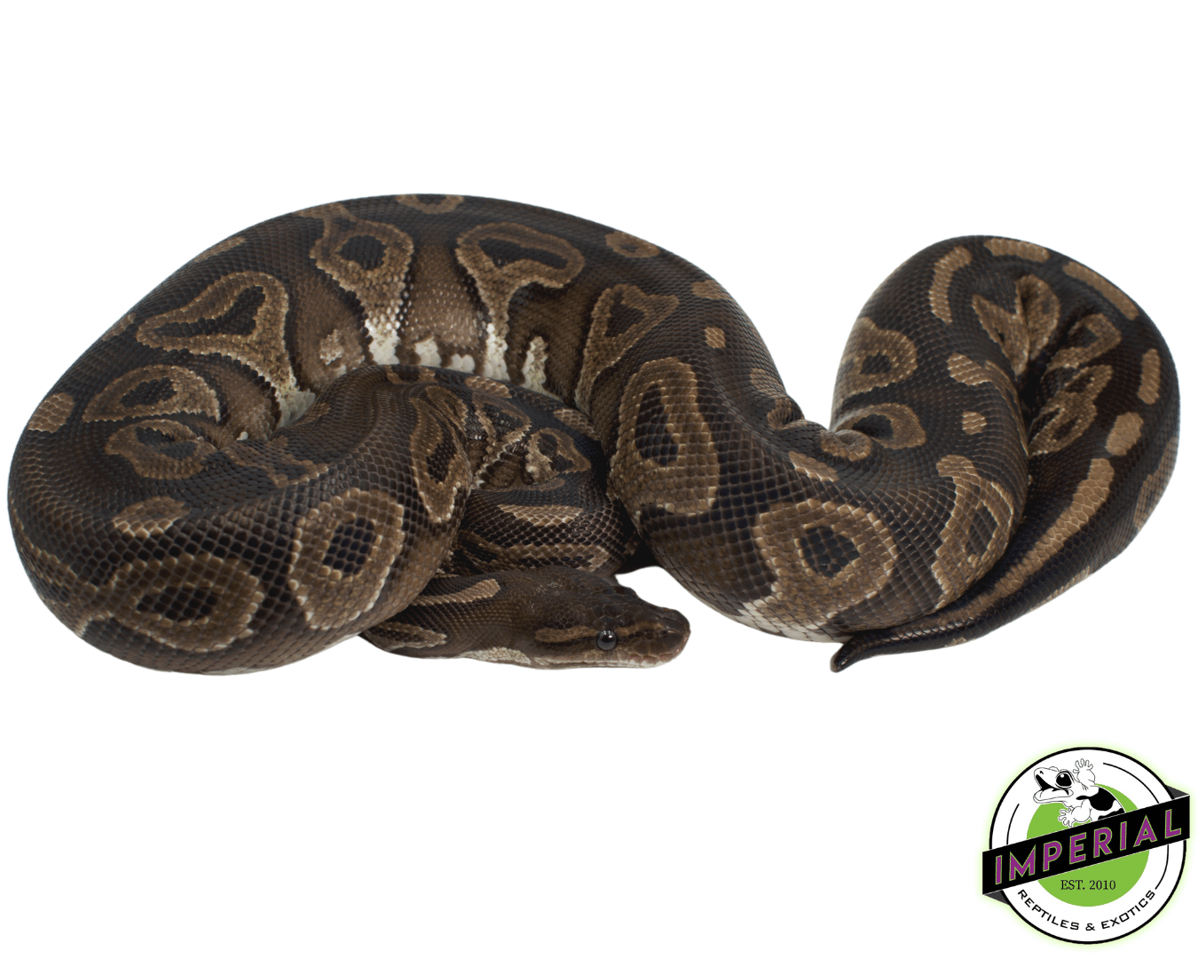 新品✨定価16,500円 Python 　BLACKほか　大幅お値下げ‼️ 2025 Black Pastel Banana Super Stripe Ball Python-Male | Outback