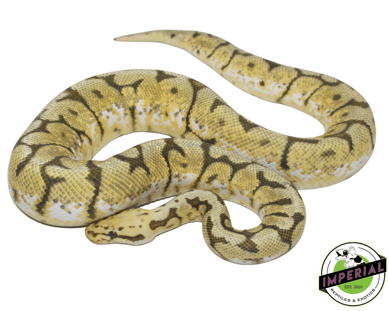 Honey Bee Ball Python Adult For Sale - Imperial Reptiles – IMPERIAL