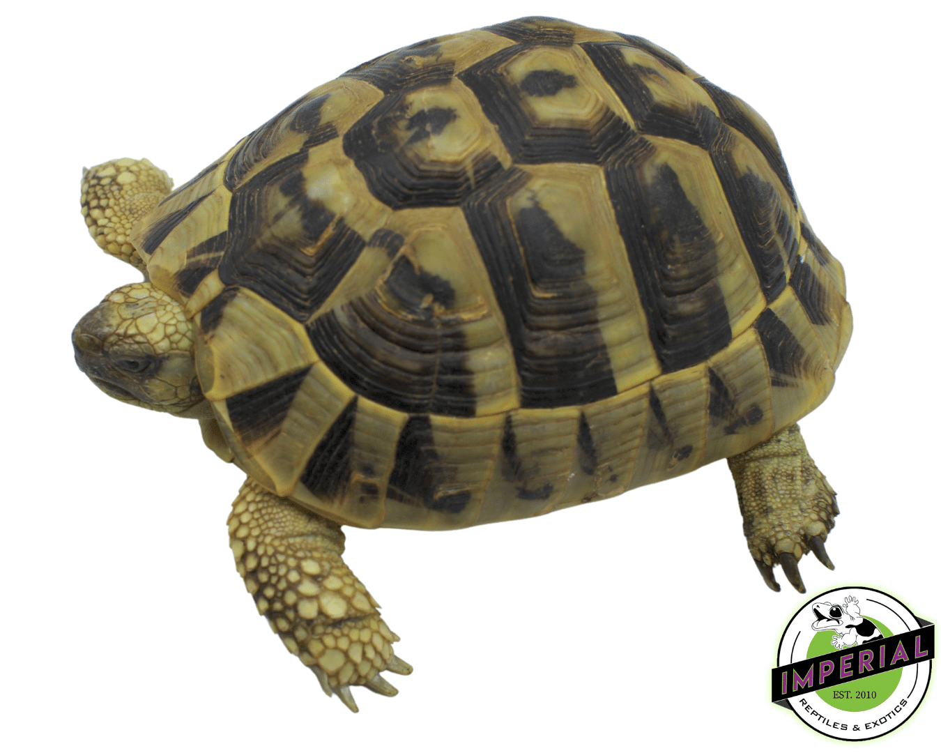 Hermanns Tortoise Adult For Sale Imperial Reptiles IMPERIAL