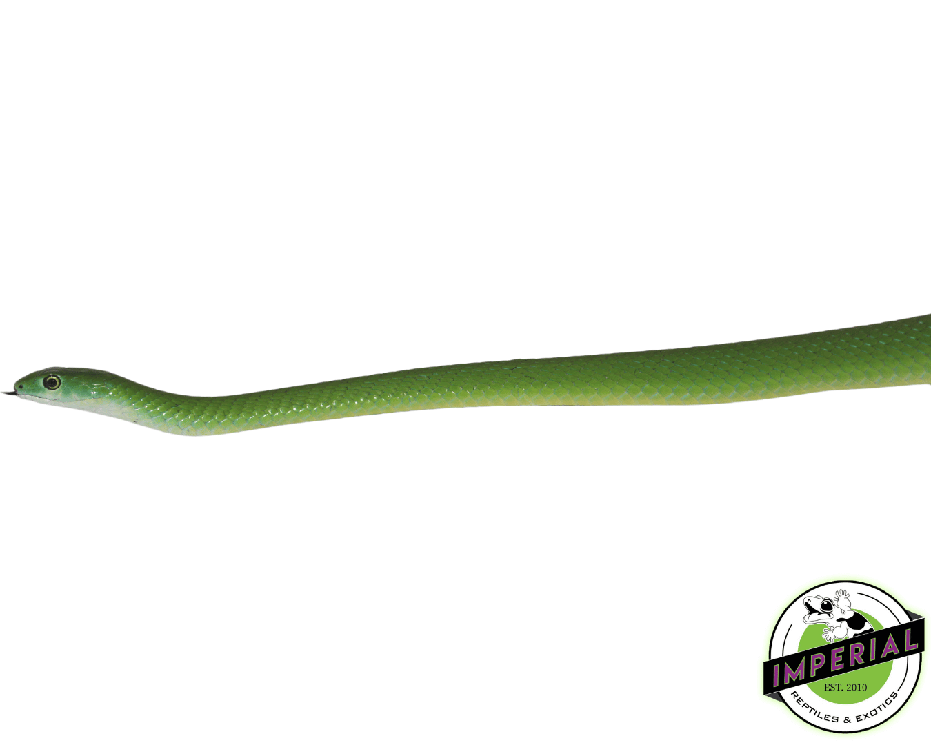 African Bush Snake For Sale - Imperial Reptiles – IMPERIAL