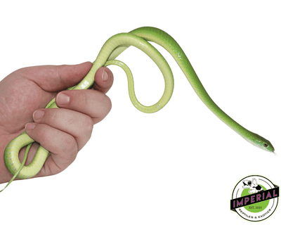 african bush snake for sale, buy reptiles online at cheap prices
