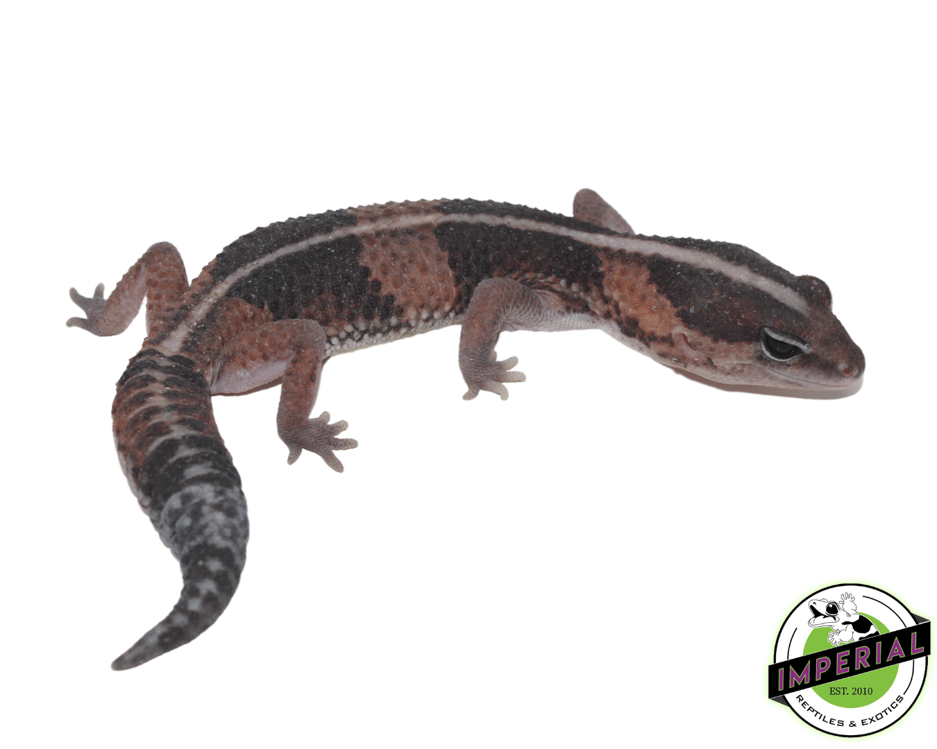 Stripe African Fat Tail Gecko For Sale Imperial Reptiles