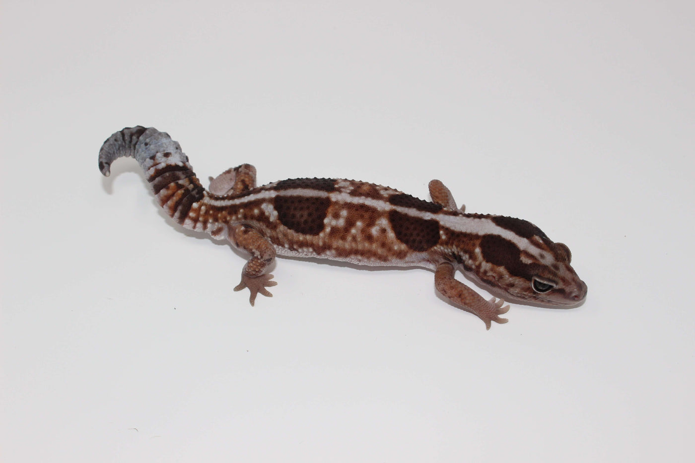 whiteout ph caramel zulu African Fat Tail gecko for sale, buy reptiles online