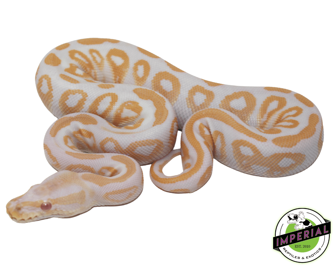 Albino Black Pastel Ball Python For Sale - Imperial Reptiles