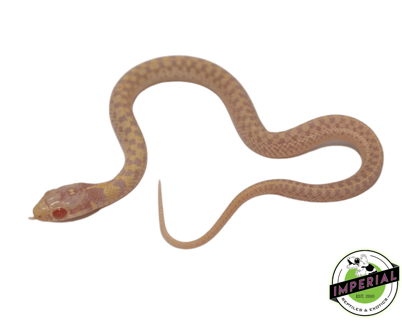 Albino checkered garter snake for sale, buy reptiles online
