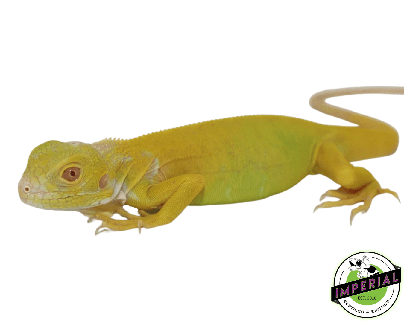 iguana albina