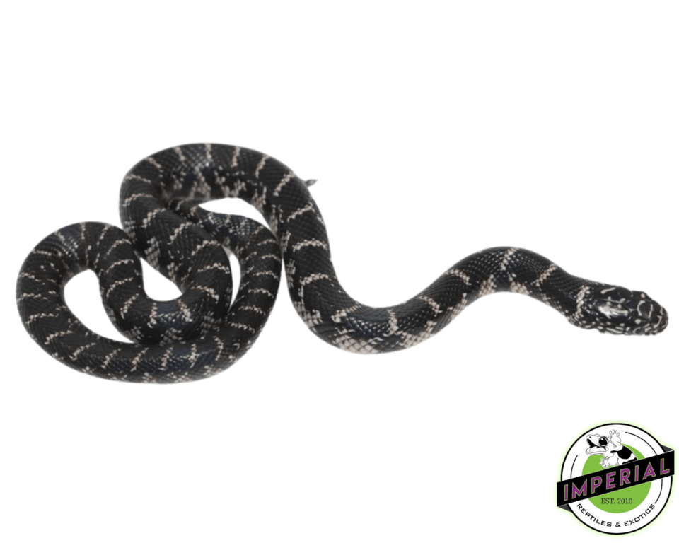 Anery Florida Kingsnake For Sale - Imperial Reptiles – IMPERIAL