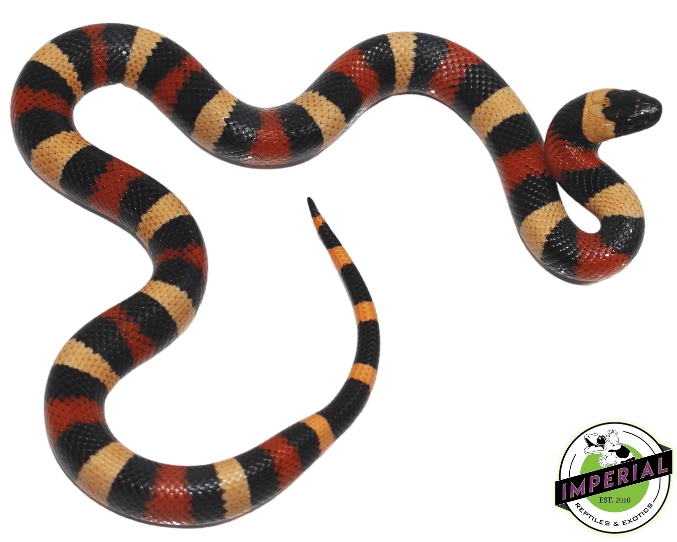 Buy milk snake hotsell