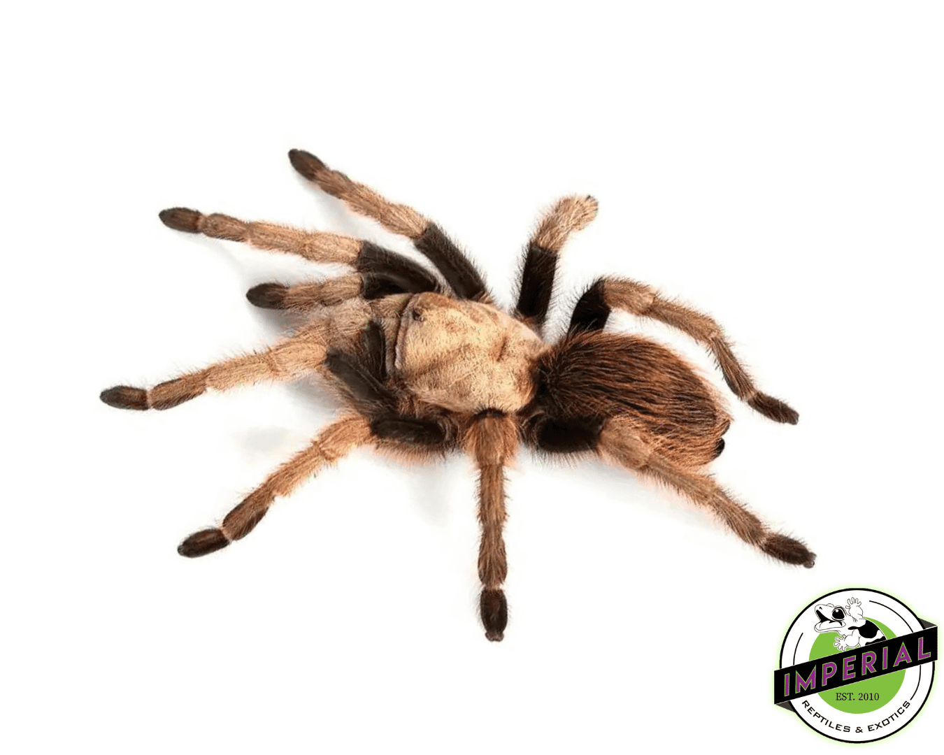 Arizona Blonde Tarantula For Sale Imperial Reptiles IMPERIAL