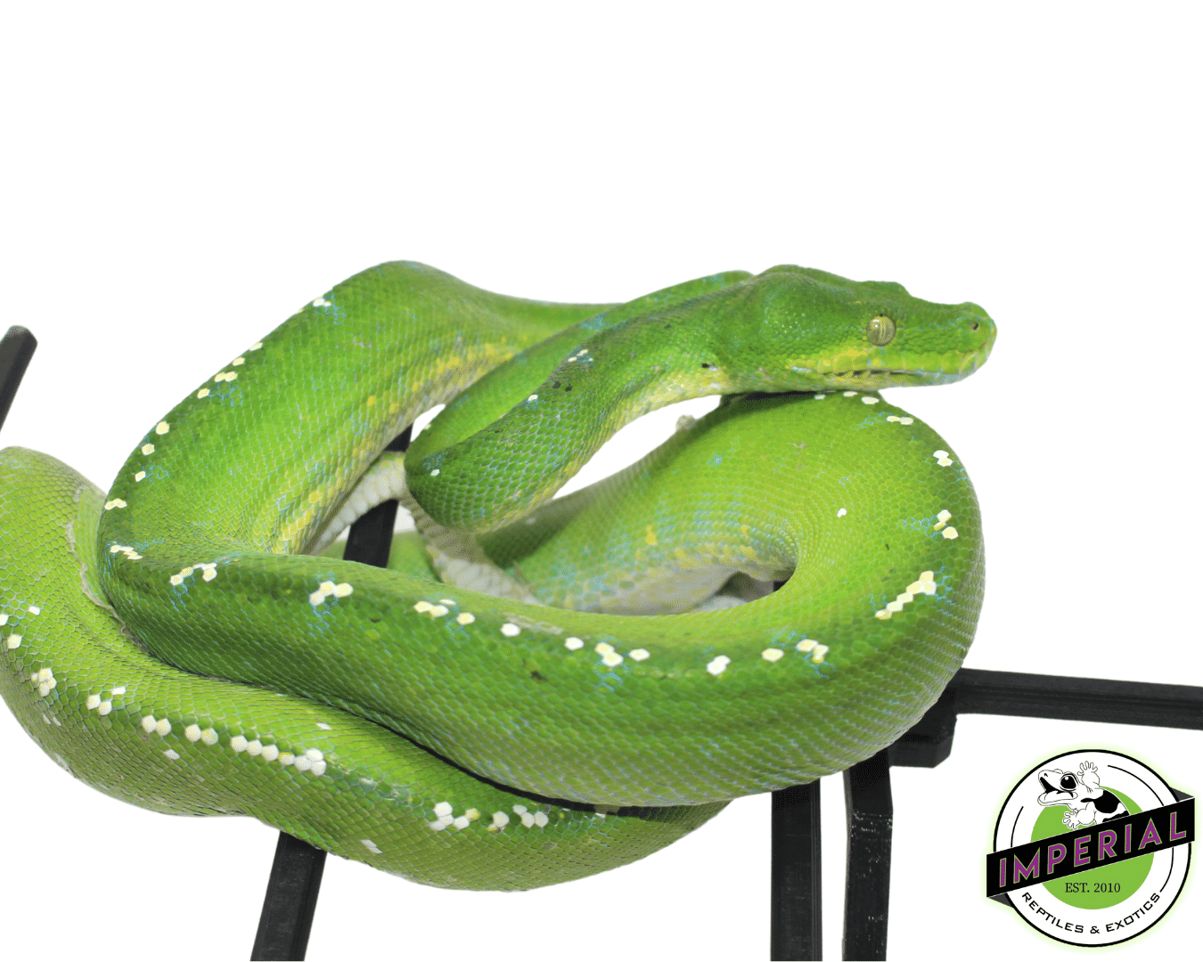 aru green tree python for sale, buy reptiles online