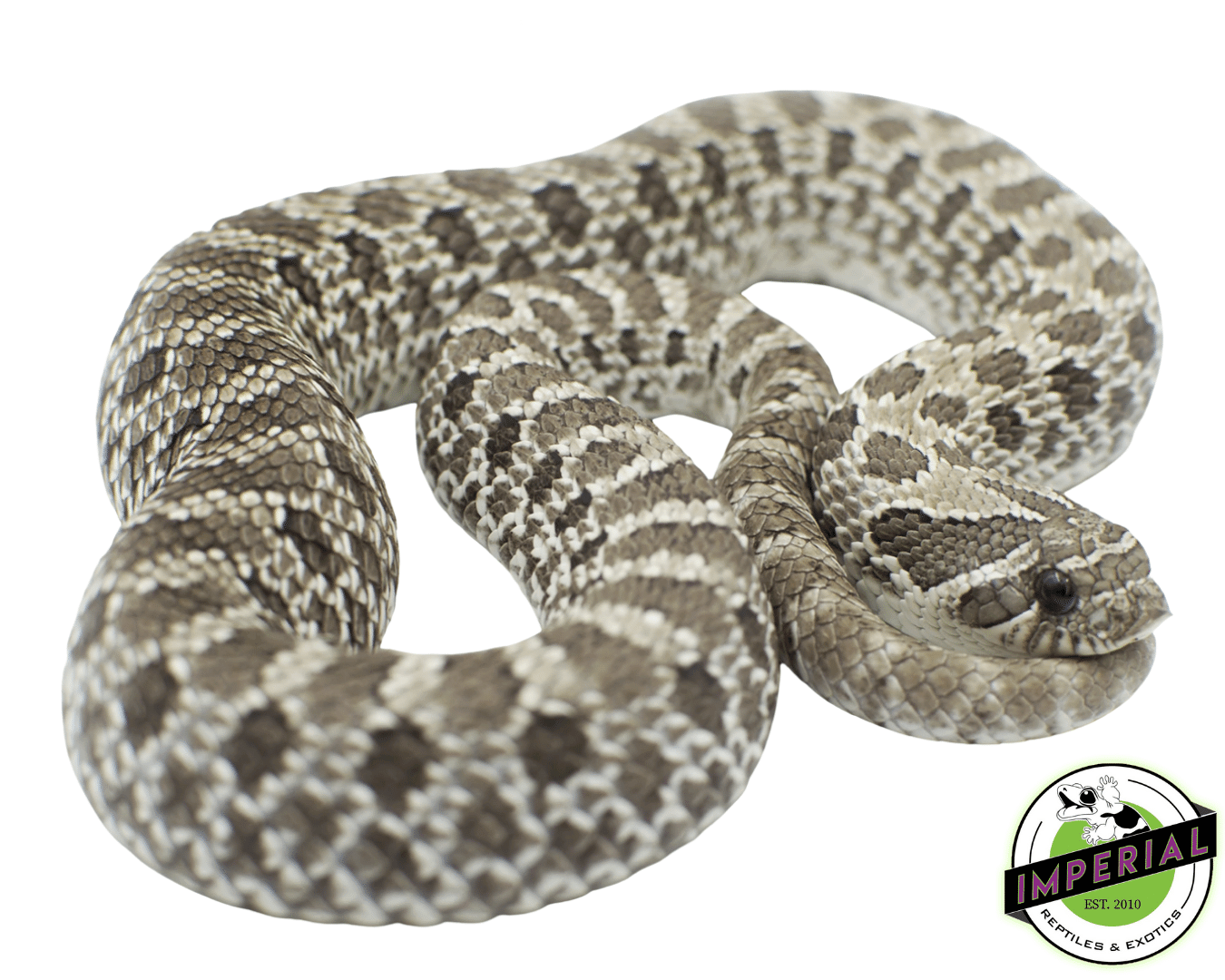 Axanthic Western Hognose For Sale Imperial Reptiles IMPERIAL