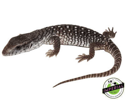 savannah monitor lizard for sale, buy reptiles online