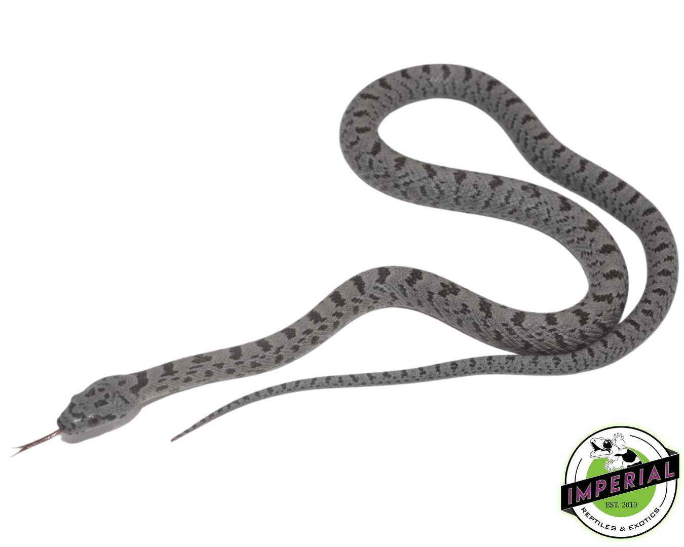 Bairds Rat Snake For Sale Imperial Reptiles IMPERIAL REPTILES & EXOTICS