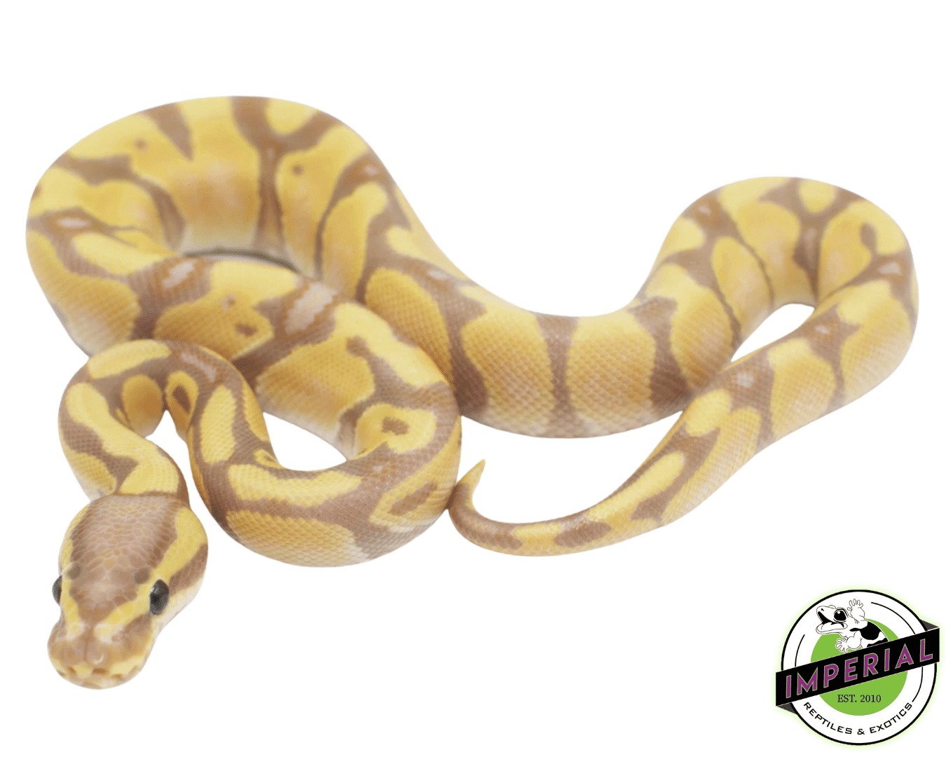 banana enchi ball python for sale, buy reptiles online at cheap prices