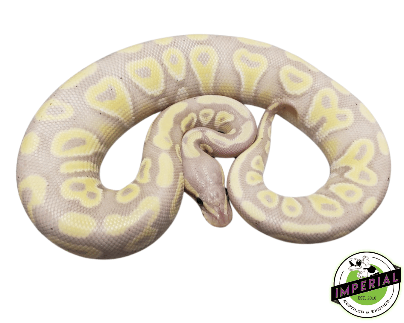 banana mojave ball python for sale, buy reptiles online