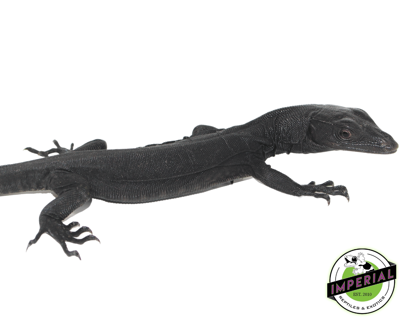 Black Dragon Water Monitor For Sale Imperial Reptiles IMPERIAL