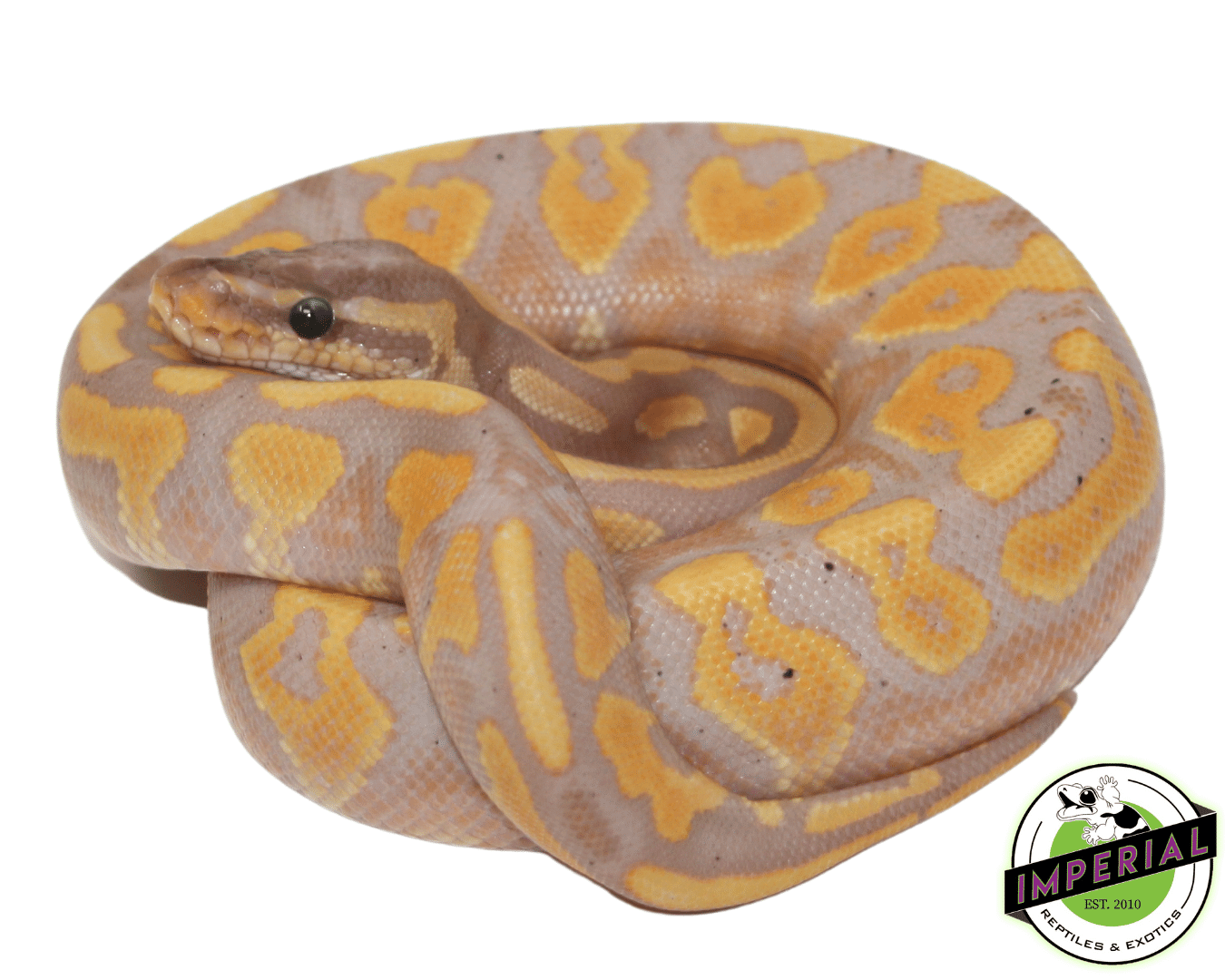 Banana Blackhead Yellowbelly Ball Python For Sale Imperial Reptiles