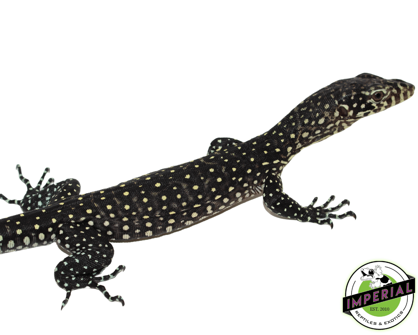 Blue Tail Monitor For Sale Imperial Reptiles IMPERIAL REPTILES