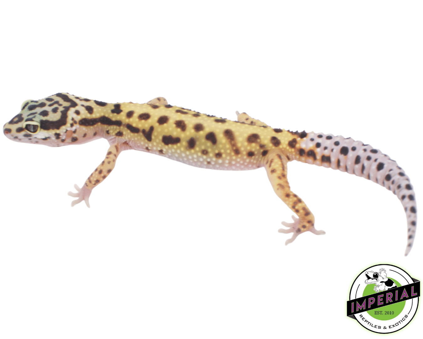 Bold Leopard Gecko For Sale - Imperial Reptiles – IMPERIAL REPTILES ...