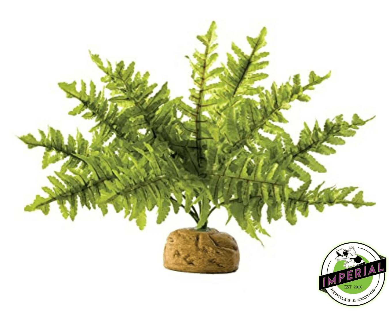 Boston Fern For Sale Imperial Reptiles IMPERIAL REPTILES & EXOTICS