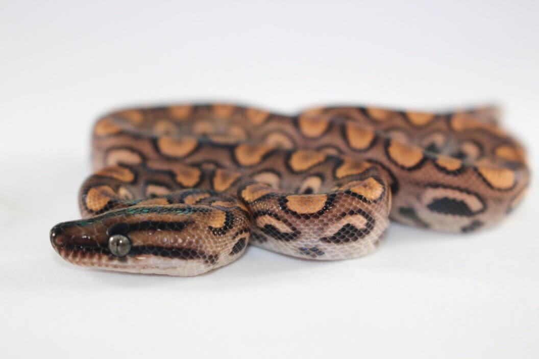 brazilian rainbow boa constrictor for sale, buy reptiles online