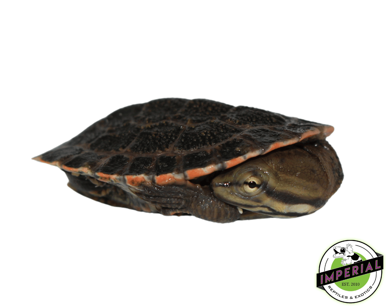 【最終値下げ】CLANE SIDE SLIT TURTLE RIB NIT brazilian-side-neck-turtle-for