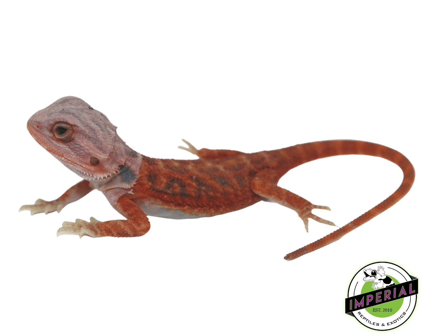 Brick Red Hypo Trans Bearded Dragon For Sale Imperial Reptiles IMPERIAL REPTILES EXOTICS