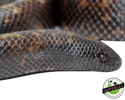 calabar burrowing python  for sale, buy reptiles online