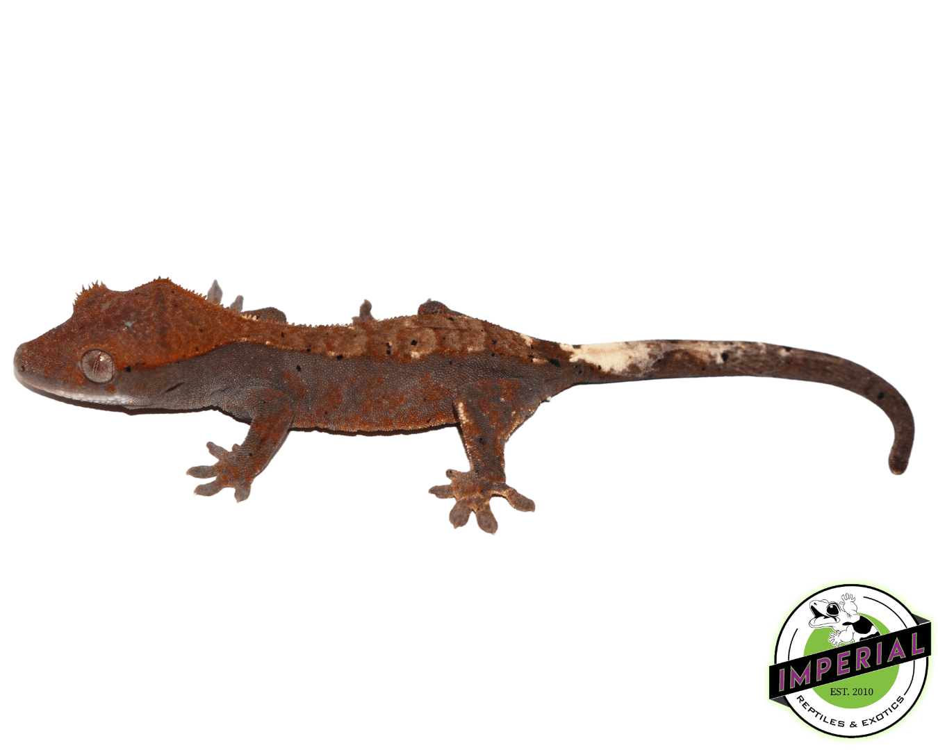 Cappuccino Crested Gecko For Sale Imperial Reptiles IMPERIAL